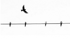 Lire gratuitement le roman Les oiseaux perchés sur les fils électriques connaissent-ils la musique ?  publié sur monBestSeller par Philippe Mahenc