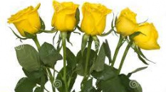 Cinq roses jaunes pestilentielles pour un été moins que parfait