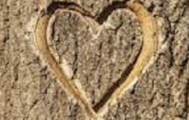 Lire en ligne sur monBestSeller L'amour est dans le bois publié par Philippe RIBAGNAC