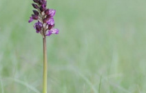 Télécharger gratuitement sur monBestSeller Le journal extraordinaire d'Orchidée publié par kayzouuney