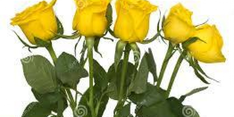 Cinq roses jaunes pestilentielles pour un été moins que parfait