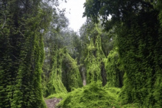 Lire en ligne sur monBestSeller Le Jardin oublié de Lise_or