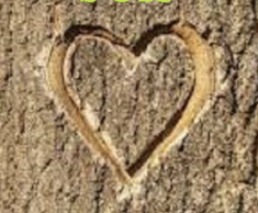 Lire en ligne sur monBestSeller L'amour est dans le bois publié par Philippe RIBAGNAC 